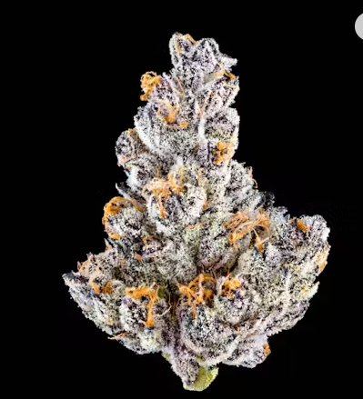 Photograph of product: French Lotus [H] Flower | Maven Genetics - 1g