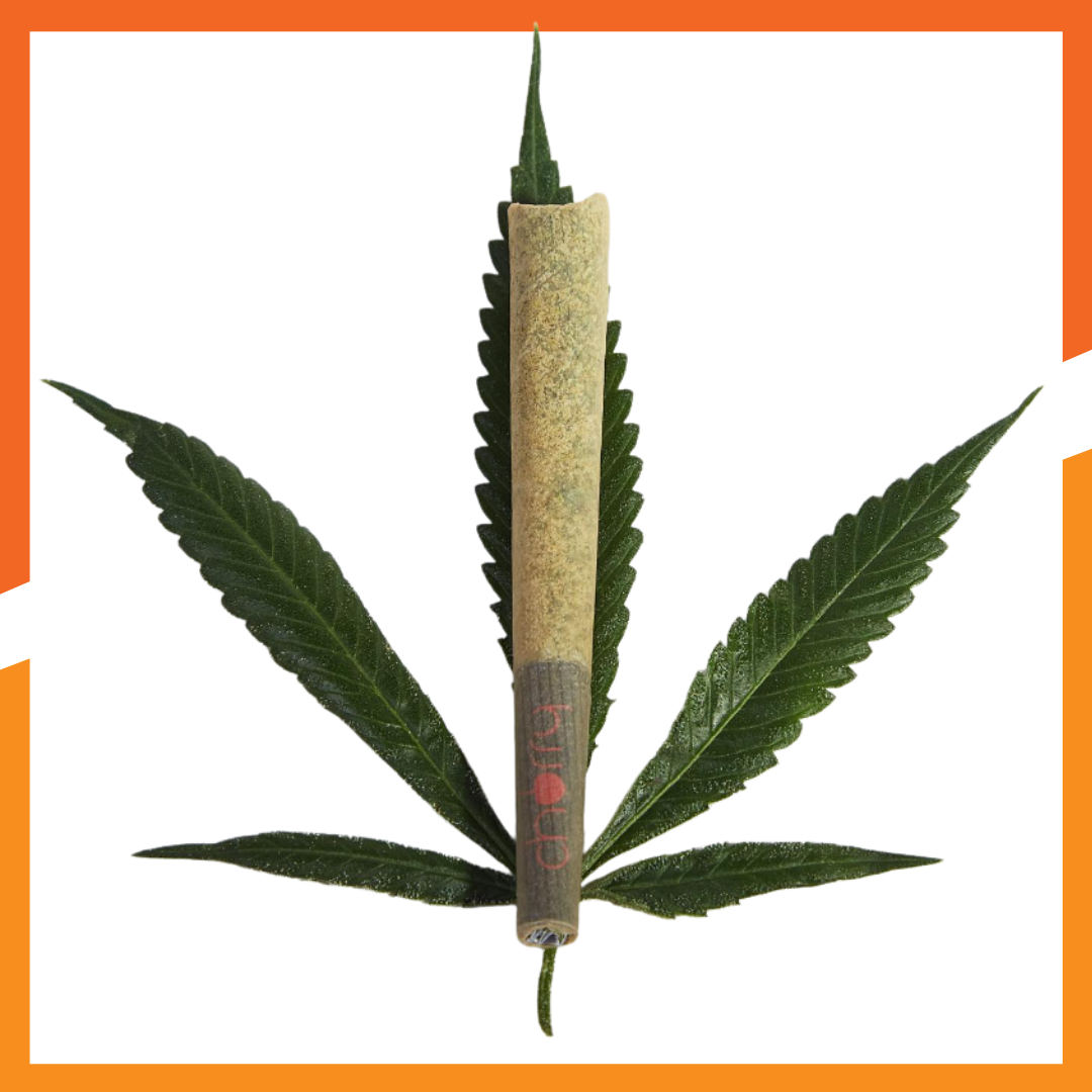 Photograph of product: Bubble au chocolat Joint - Ripened Citrus | Infused Preroll | Elevate