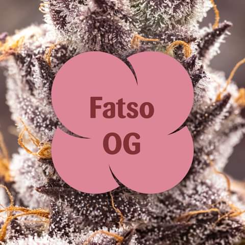 Photograph of product: 74 Suns | 3.5g | Fatso OG | Oui'd