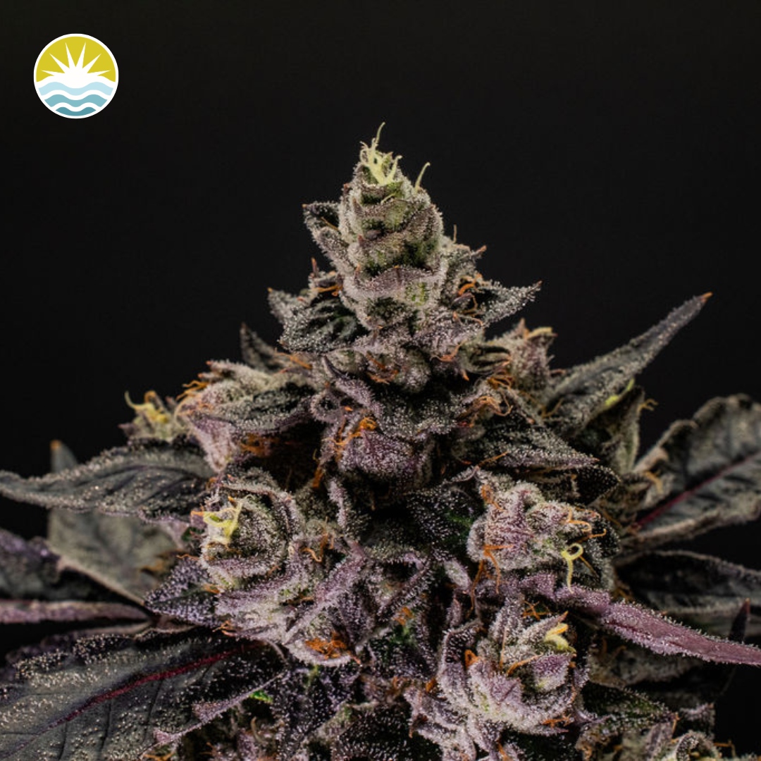 Photograph of product: Detroit Runtz (7g)