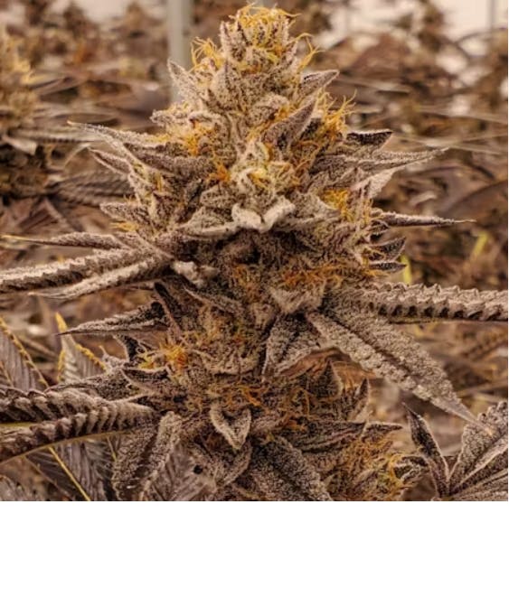 Photograph of product: Rootbeer Rolex (3.5g)