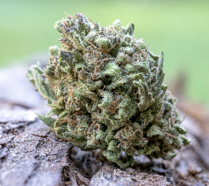 Photograph of product: Blueberry Boost TH-ouiv Rich Flower - 7.5g