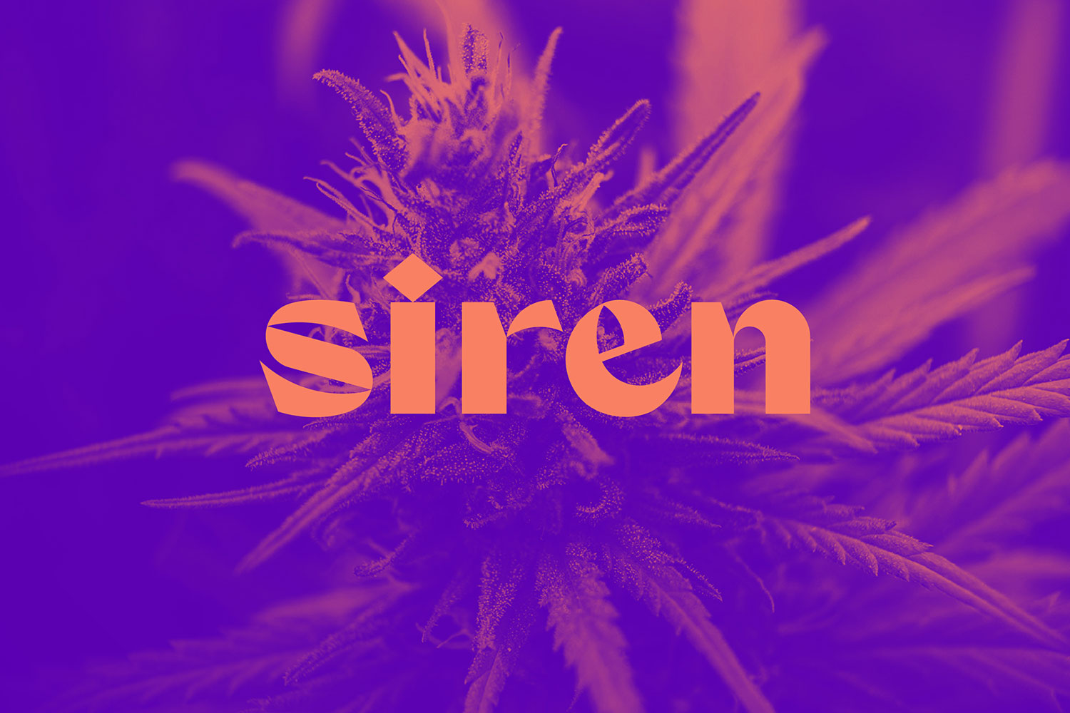 Photograph of product: Siren | 10 gs - 28g