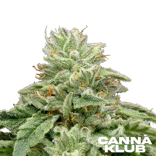 Photograph of product: Z 3.5G