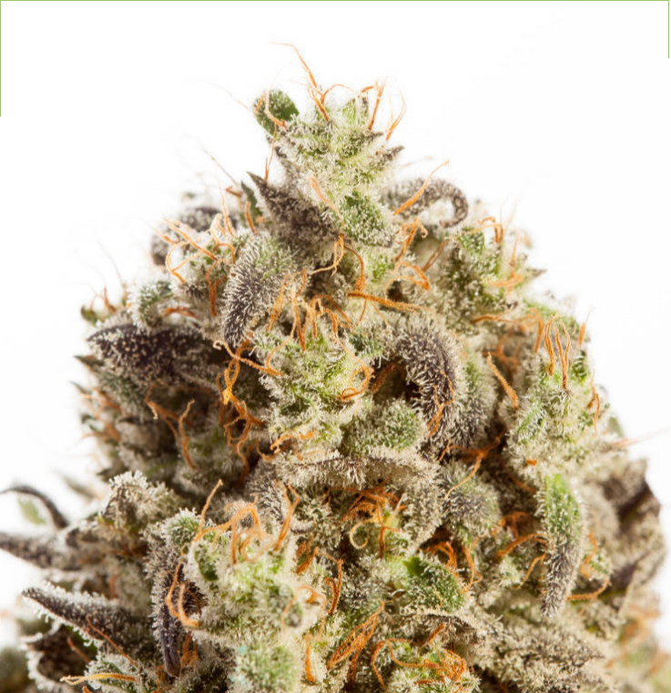 Photograph of product: Black Pearl - Golden Haze Eighth - 3.5g