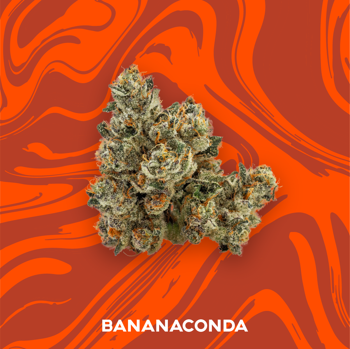 Photograph of product: Vivid: Flower | Dulce De Uva | 3.5g