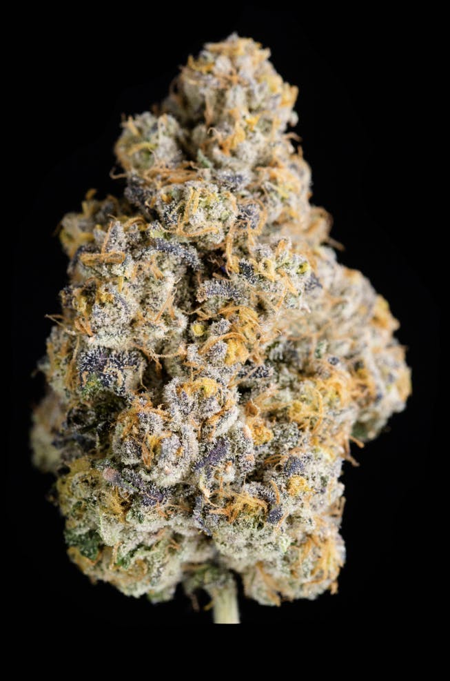 Photograph of product: Cape Cod Grow Lab | Cape White Shark 3.5g Flower