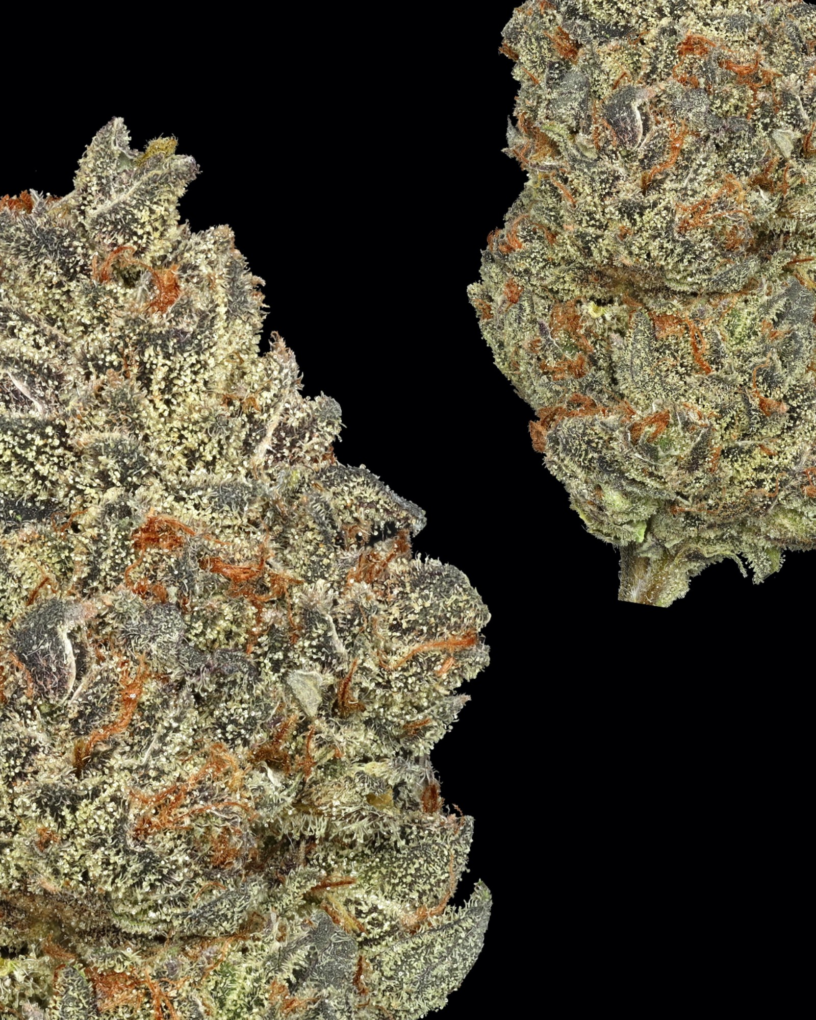 Photograph of product: Grapes & Cream | 4.2.25 I - 1g