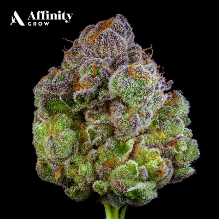 Photograph of product: Divine OG 3.5g Flower (I) 00550