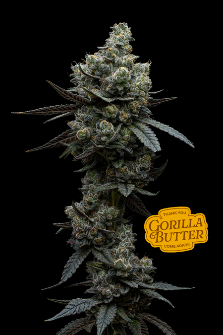 Photograph of product: Gorilla Butter 3.5g-I