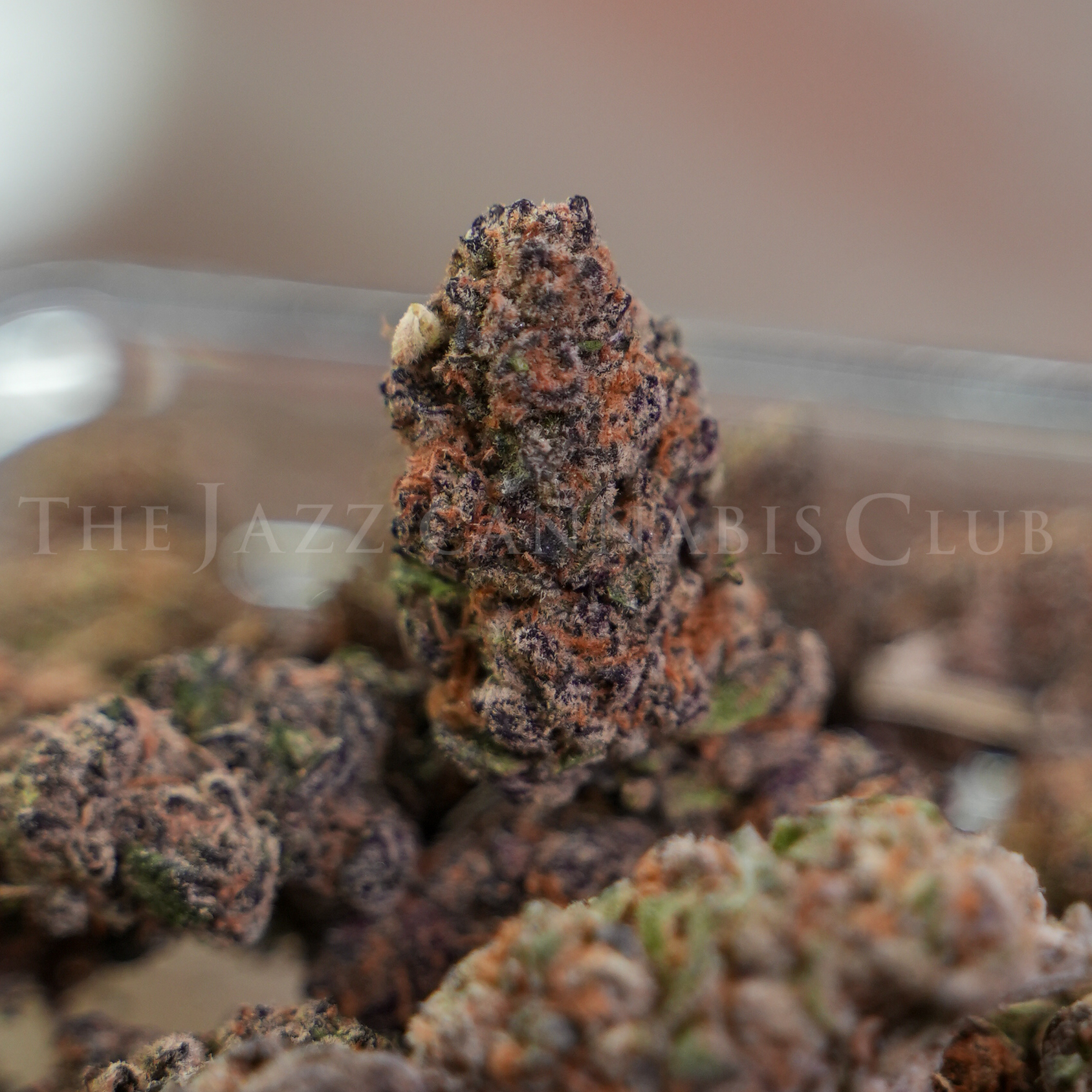 Photograph of product: Chimera - Bulk Flower - 28g
