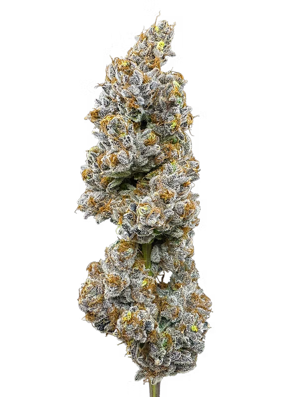 Photograph of product: Lemon Cake | Flower | 3.5g