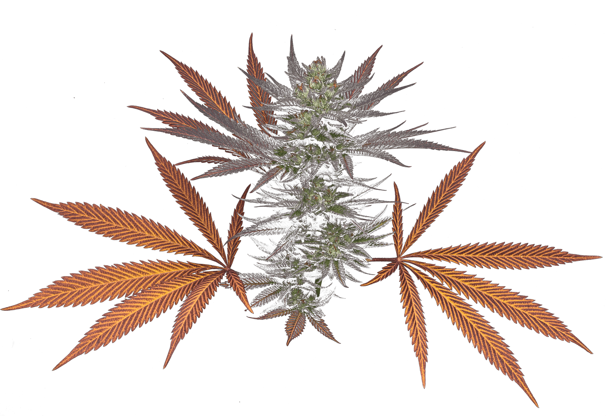 Photograph of product: Mother Magnolia - BUBBA KISS - I - 3.5g