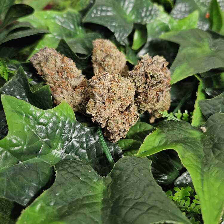 Photograph of product: Tang Breath - Indoor Flower - Koru - Harvested: 4/1/25 - 1g