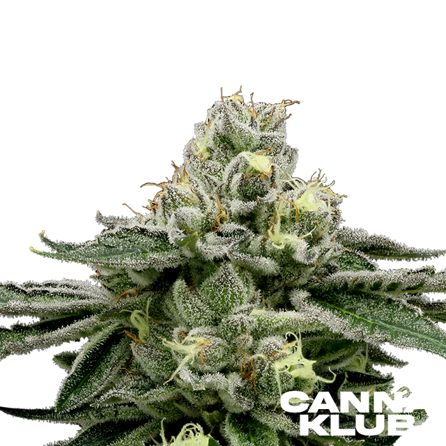 Photograph of product: WHITE TAHOE COOKIES 3.5G