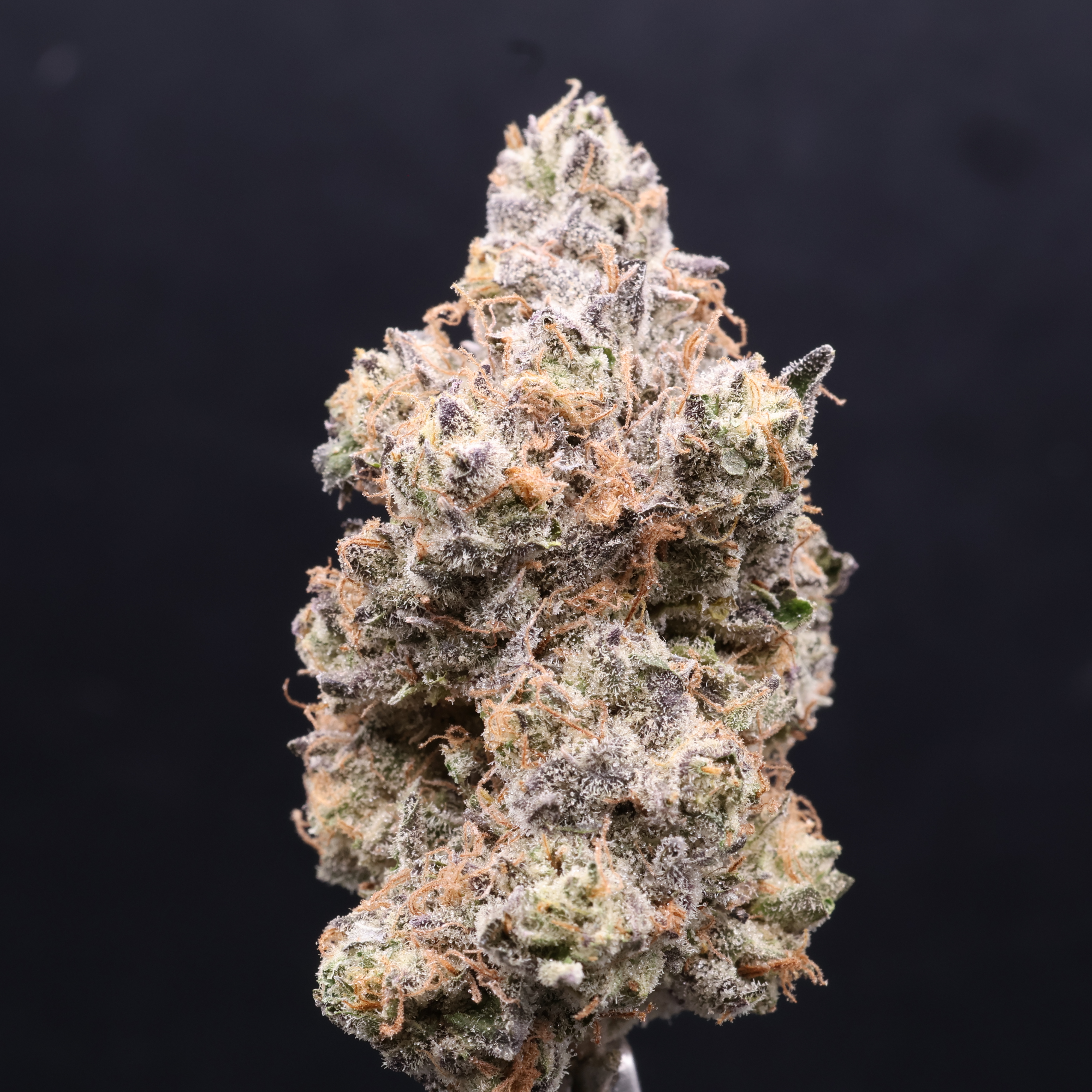 Photograph of product: Apple Fritter (Deep Creek) - 28g