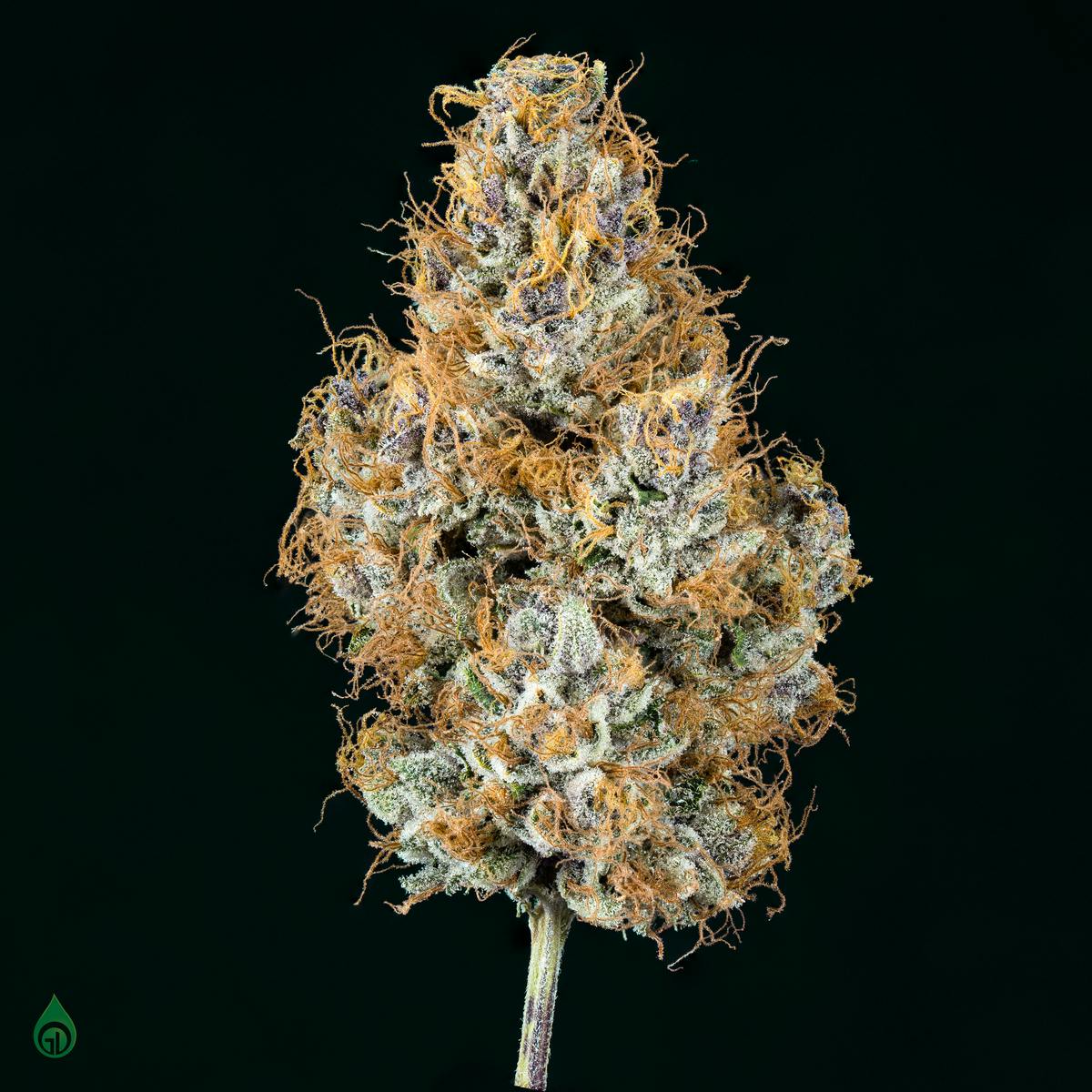 Photograph of product: GDL Black Label Flower (7g) | Pink Frt