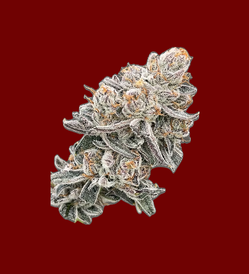 Photograph of product: High Ambitions | Cherry Bomb flower, jar - 1g