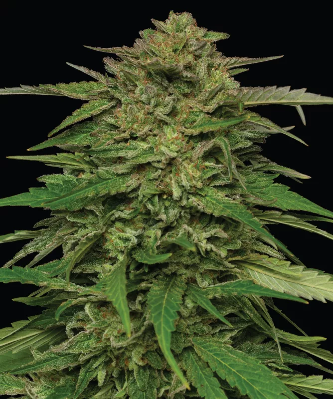 Photograph of product: Humboldt Seed Co - Mango Sherbert Autoflower 5pk