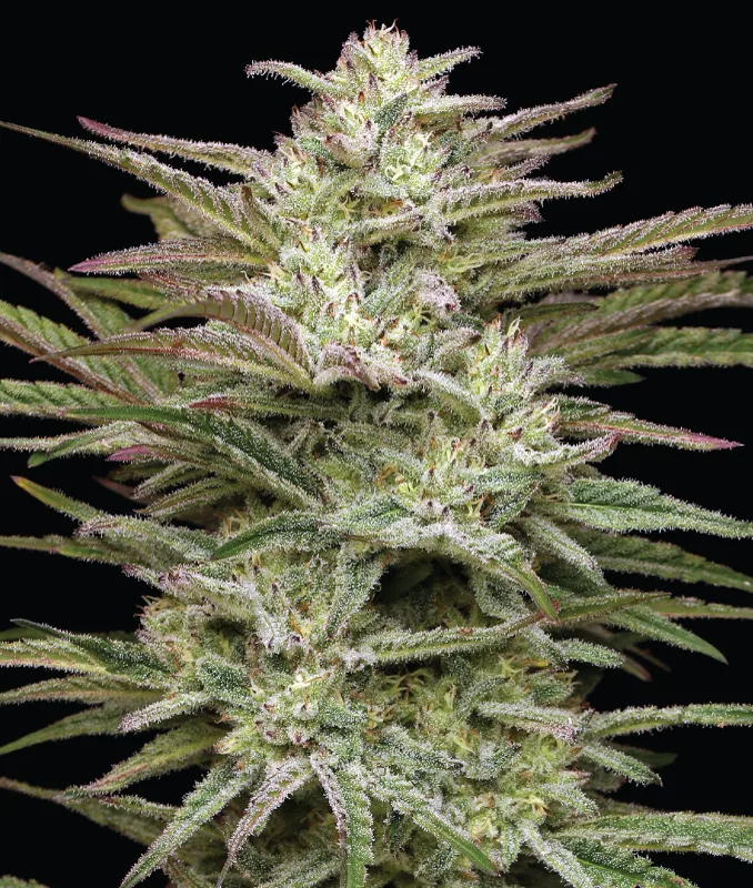 Photograph of product: Humboldt Seed Co - Jelly Donutz 5pk