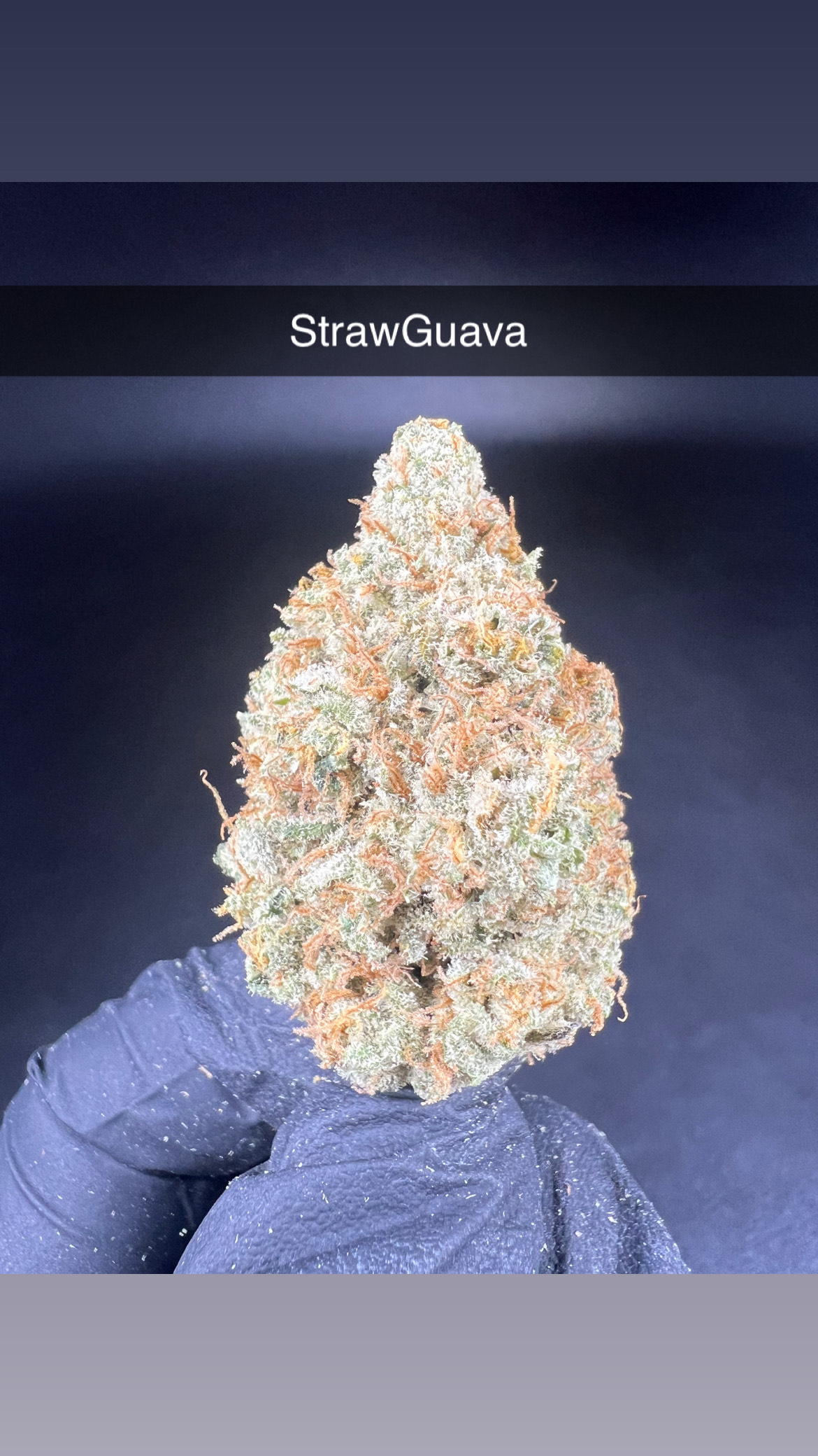 Photograph of product: Strawberry Guava - Flower - Hybrid - 28g
