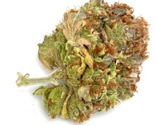 Photograph of product: HL - 1OZ - Sunset Sherbet #2