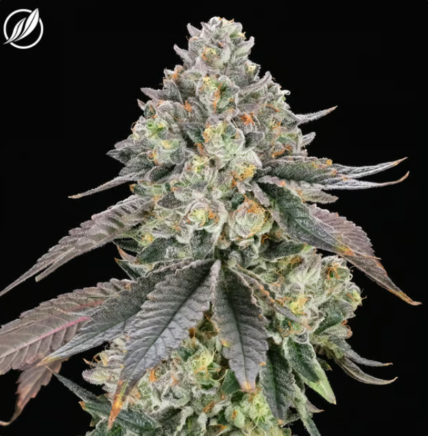 Photograph of product: CTPharma Dosilato Whole Flower 20.13% (I) 3.5g - 25395