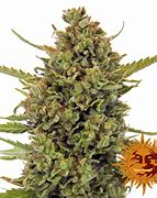 Photograph of product: Mt. Girl Acapulco gold m vape cart
