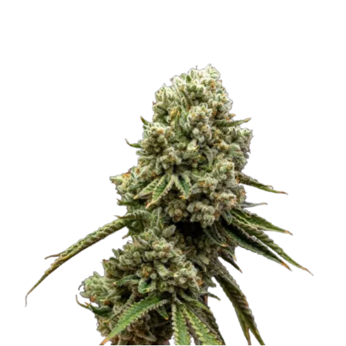 Photograph of product: Wild OG | Popcorn | 7g