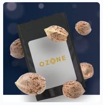 Photograph of product: Ozone | Cinnamon Buddha | Feminized Seeds | 5 pack