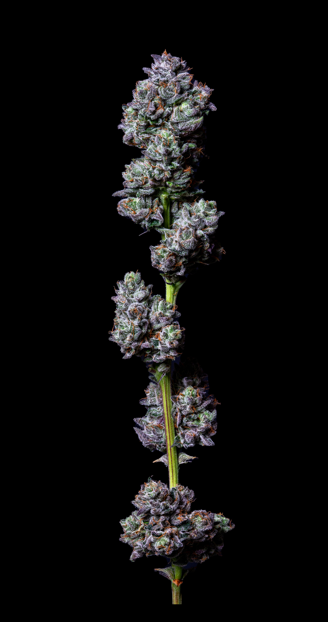 Photograph of product: Flower: 91 Octane - 3.5g