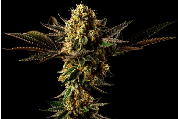 Photograph of product: Mega OG - RESERVE Flower - Lazy River Products - 28g