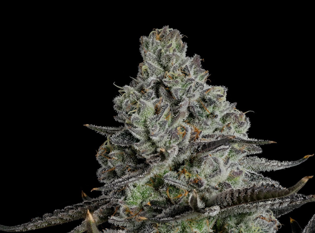 Photograph of product: U4EA Whoopie Pie 3.5g