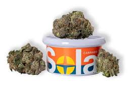 Photograph of product: Flower | Solar Oui'd | Golden Lemons | 3.5g