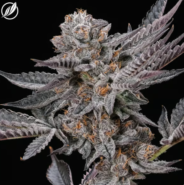 Photograph of product: GMO-CTP | Pre-Pack | 3.5g | 25425