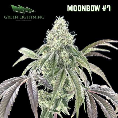 Photograph of product: Flower | Moonbow #7 - 3.5g