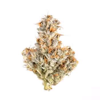 Photograph of product: GRG | White Truffle | Flower | Bulk/Deli - 28g