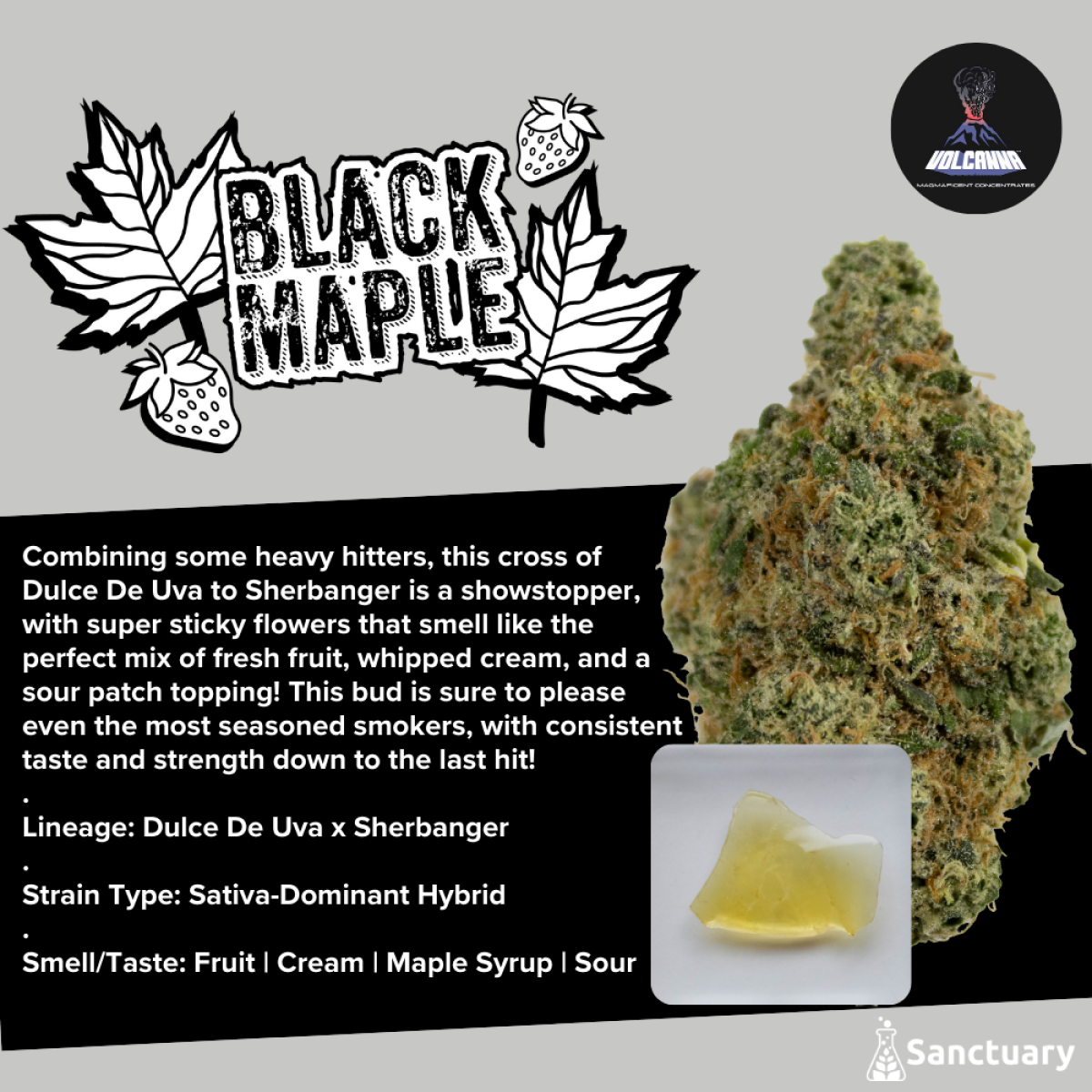 Photograph of product: Black Maple Cured Shatter Concentrate 0.5g (H)