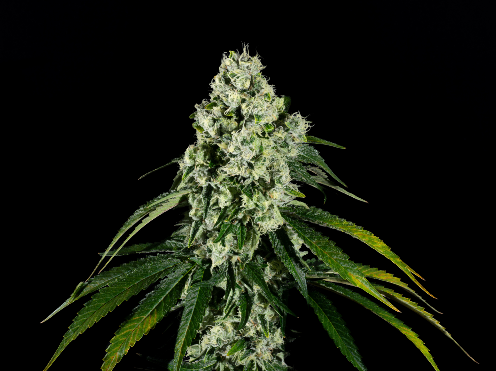 Photograph of product: Pre-Ground Live Resin Infused Flower | Mint Sherbet - 3.5g