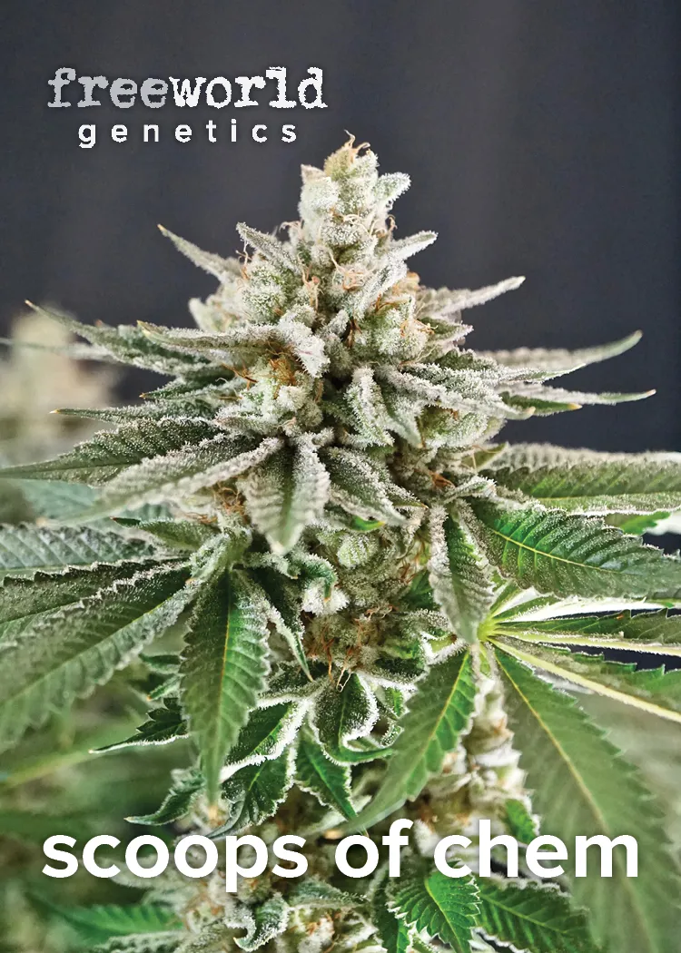 Photograph of product: Scoops of Chem Seeds | 3pk
