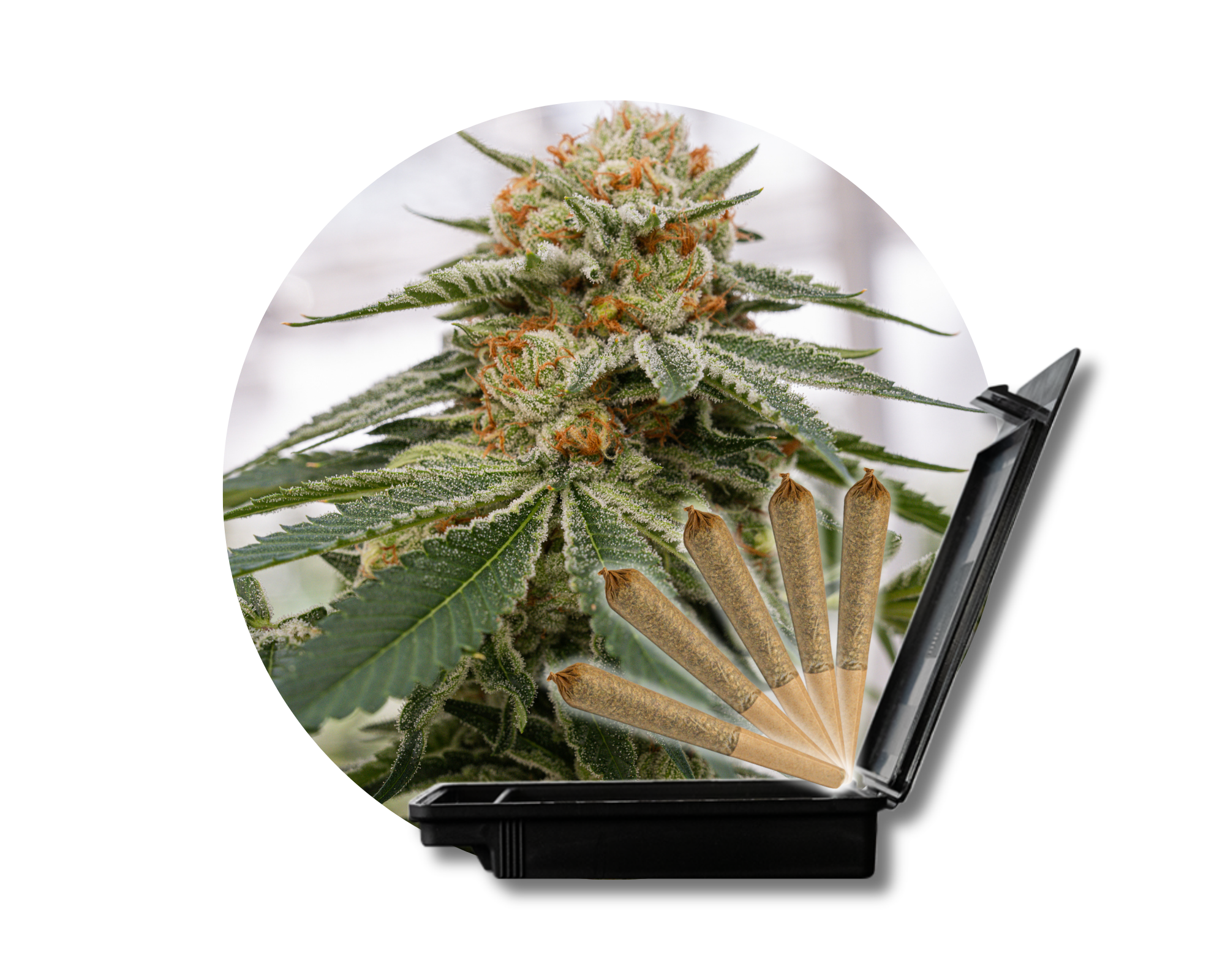 Photograph of product: High Tides - The Yeti 5ct Pre-Rolls