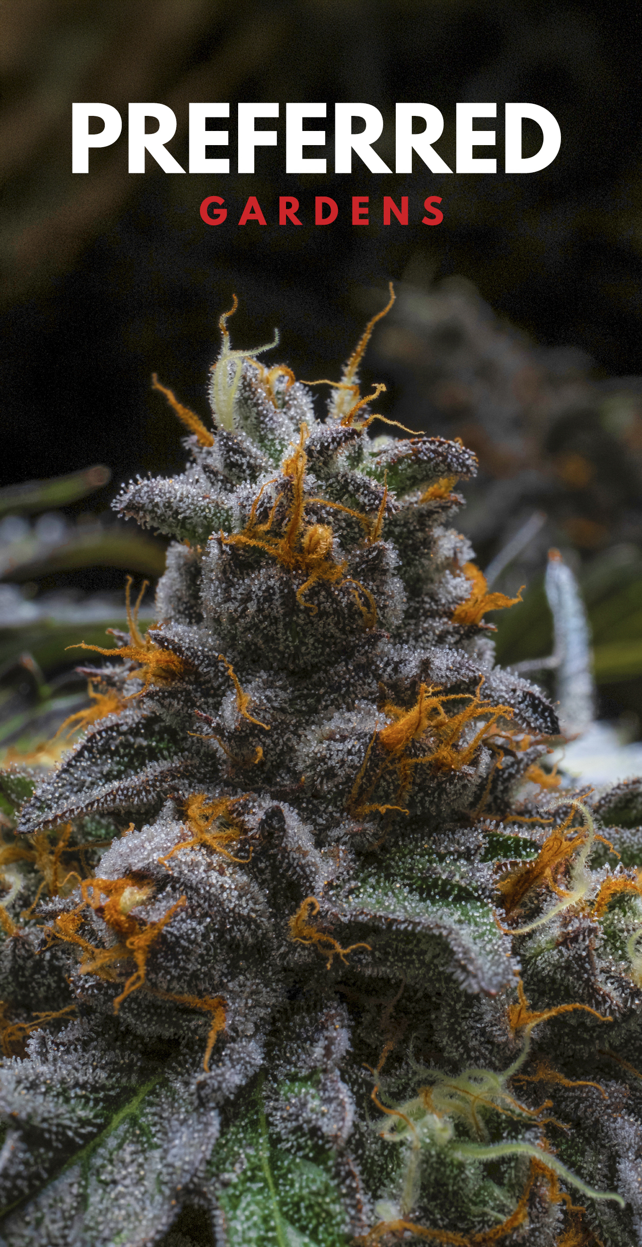 Photograph of product: Preffered Gardens - Zoap I Indoor Flower - 3.5g