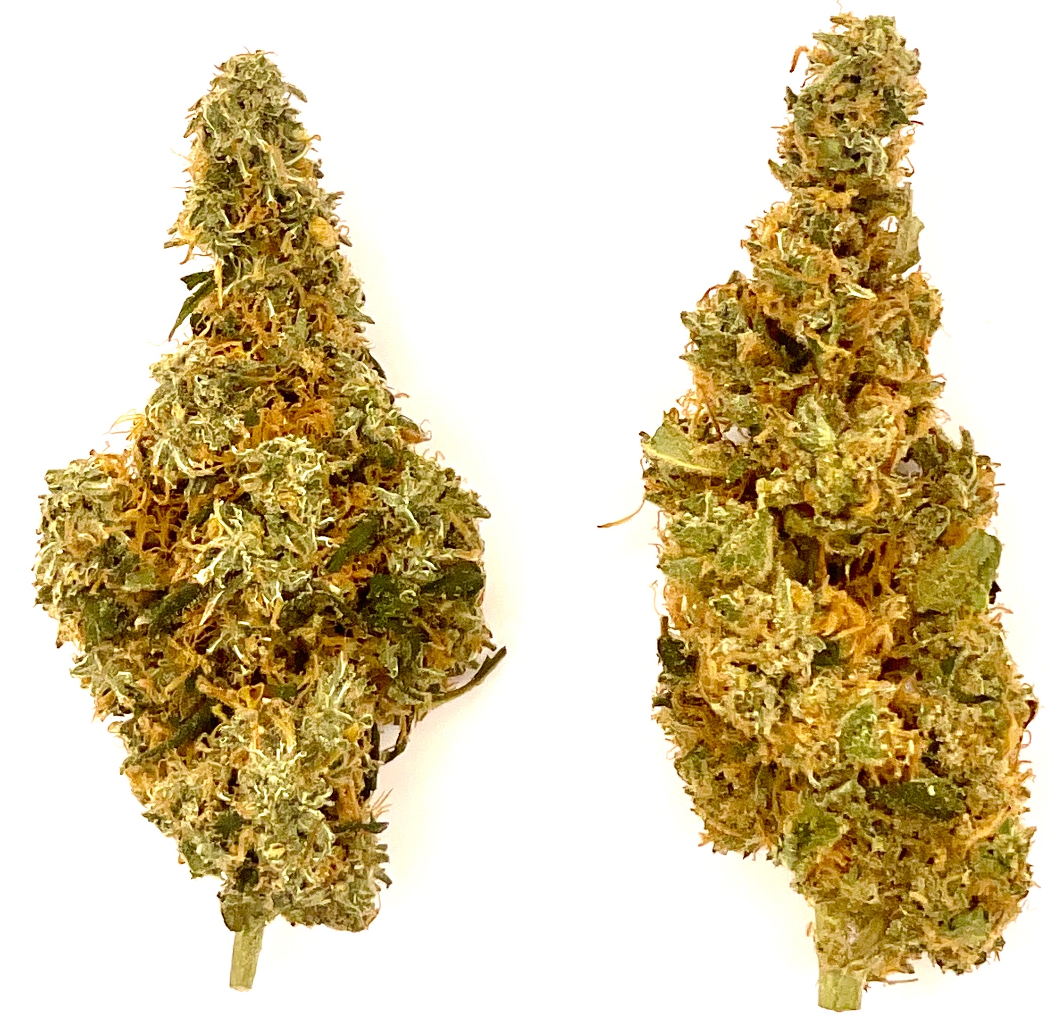 Photograph of product: Buds | Chocolate Tonic - 28g