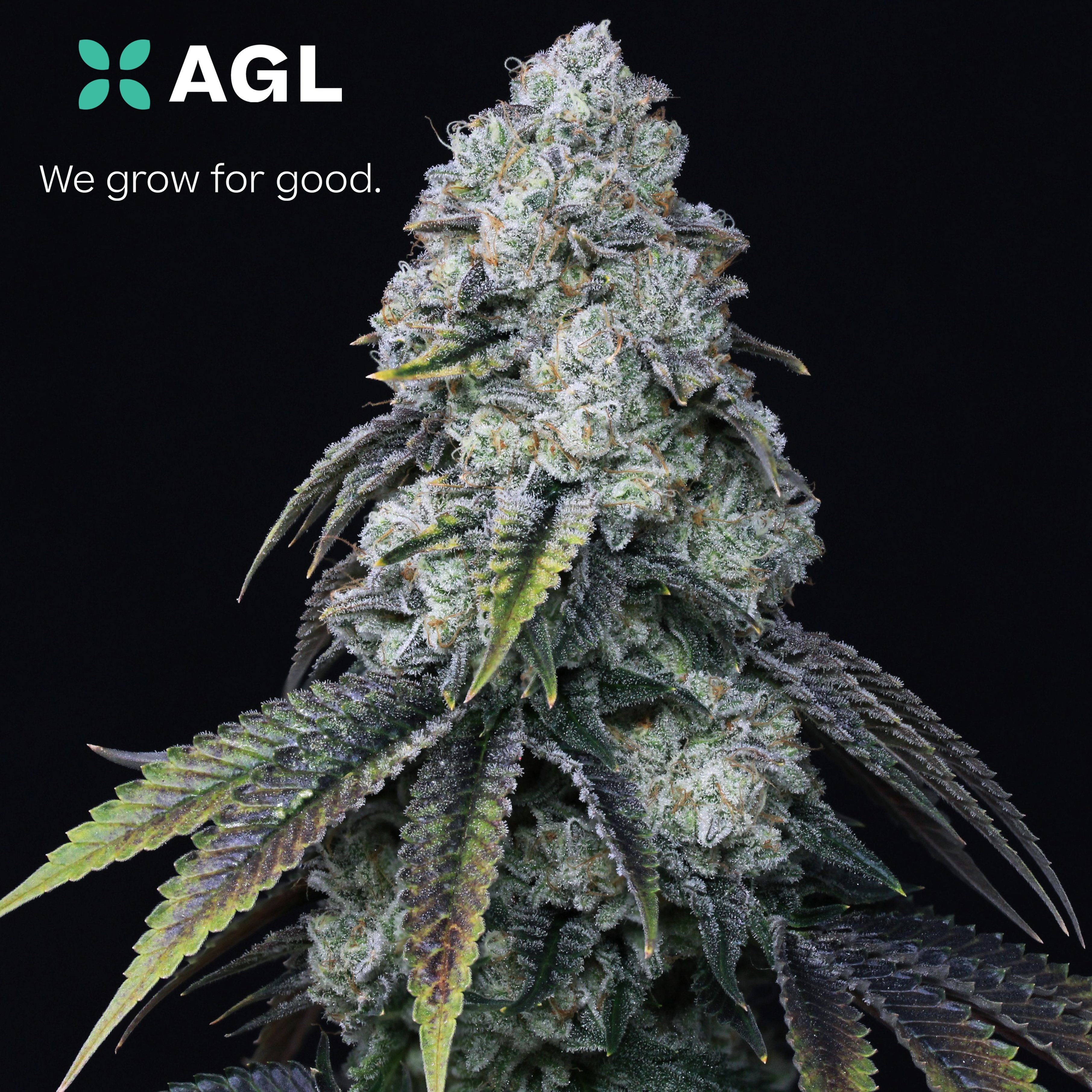 Photograph of product: AGL 14g White Durban (S) 00777