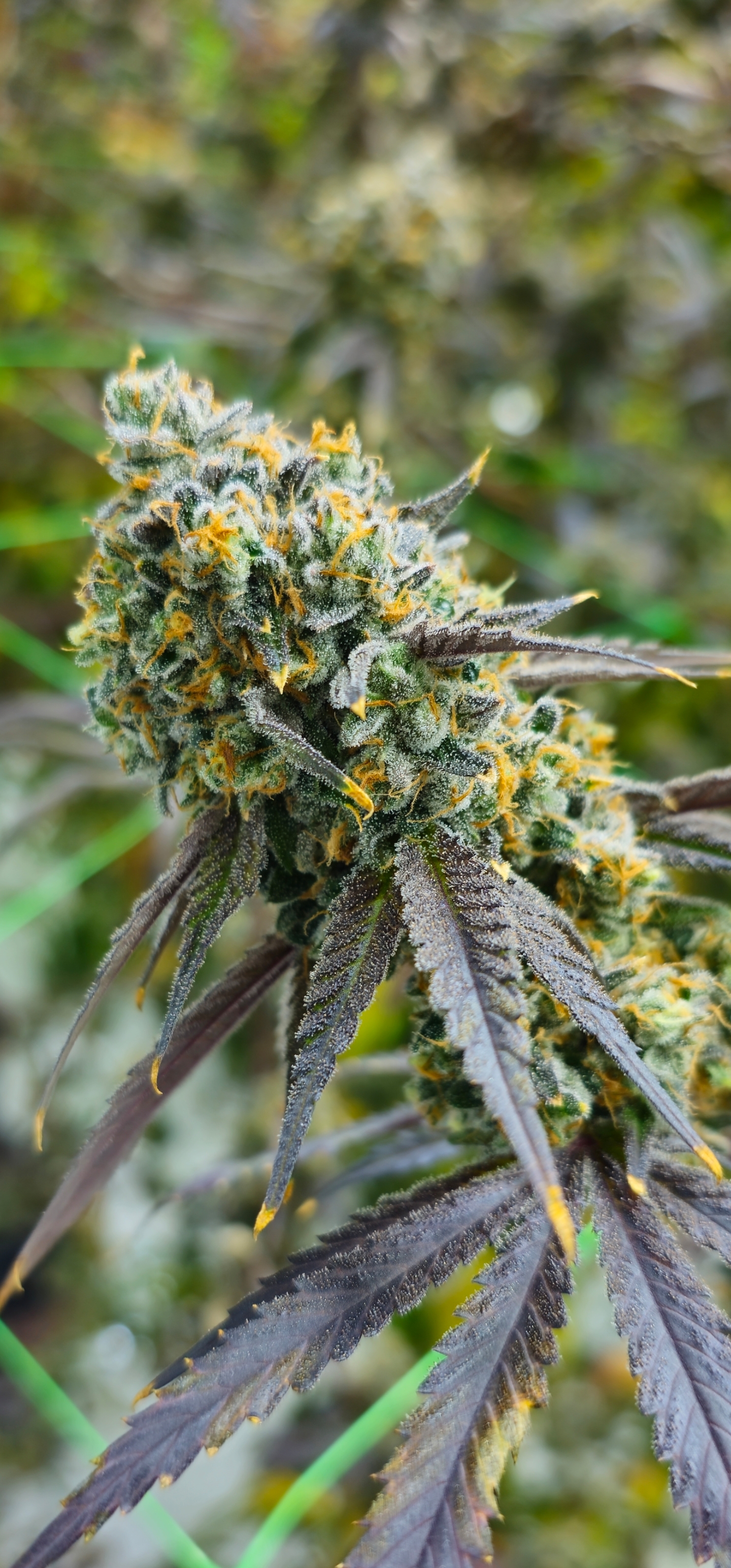 Photograph of product: Slurricane - 28g