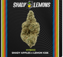 Photograph of product: Certified Cultivators | Shady Lemon | 2.83g