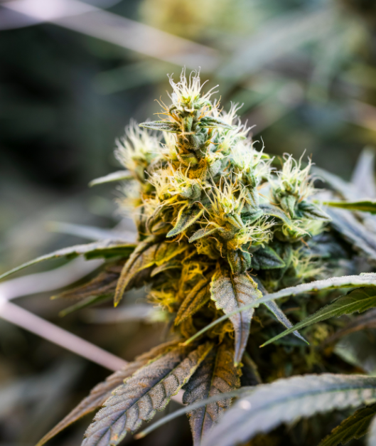 Photograph of product: Papusas 7g Jar The Heirloom Collective