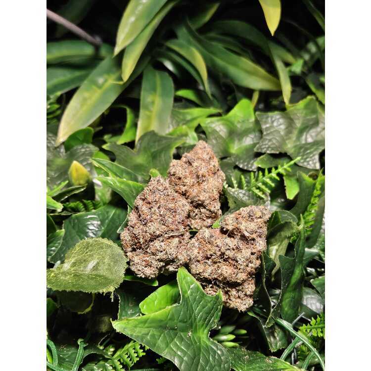 Photograph of product: Studio 54 - Indoor Flower - Meraki - Harvested: 6/13/25 - 1g