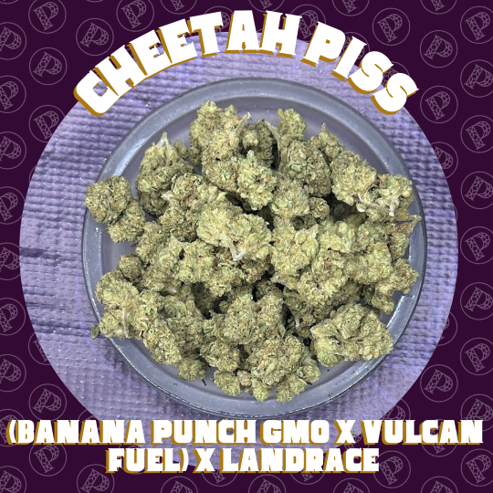 Photograph of product: Bogart Farms - Cheetah Piss - Tier 1 Flower - 28g