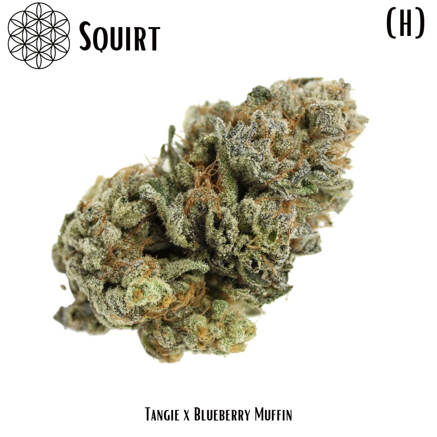 Photograph of product: Squirt 1OZ